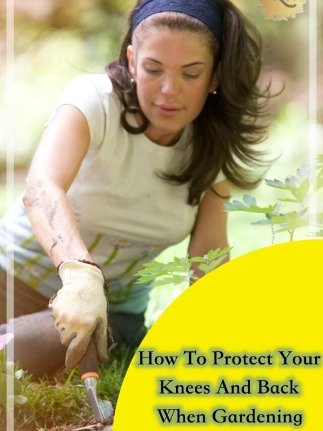 Protect Your Knees And Back When Gardening